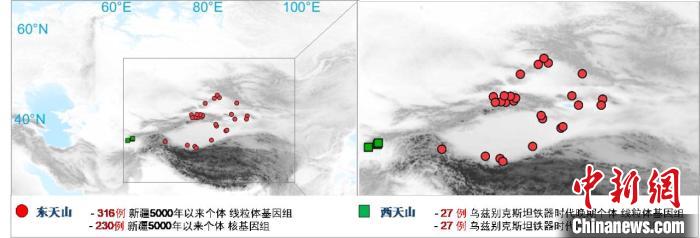 图为该项目所获取天山东西部古人群的线粒体与核基因组分布图。　安博·(中国)体育官方网站 供图