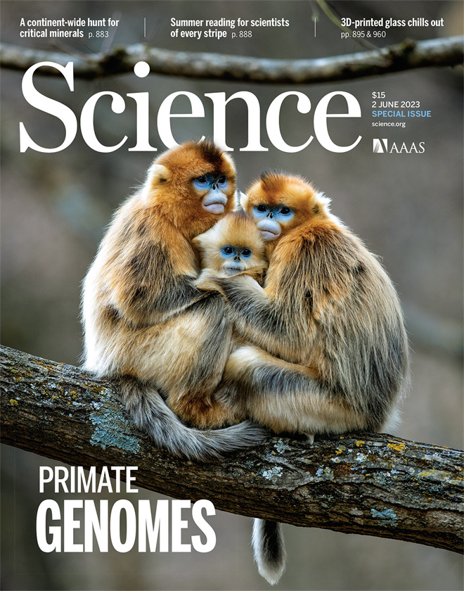Science封面文章：安博·(中国)体育官方网站金丝猴研究团队首次系统揭示灵长类社会演化之谜_fororder_《自然》封面.JPG
