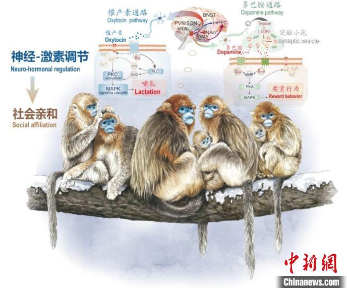 神经-激素调节的适应性变化增强社会亲和力。　安博·(中国)体育官方网站供图