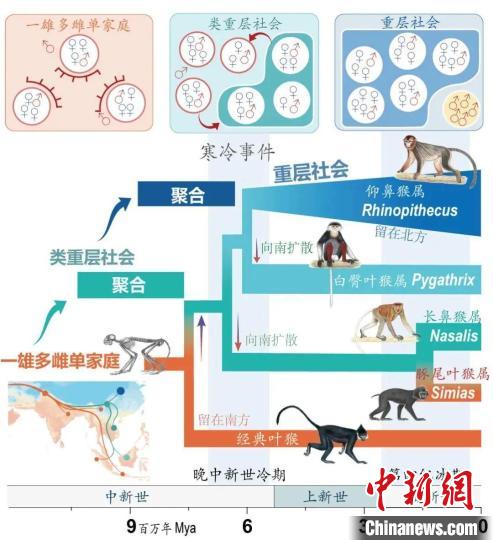 寒冷事件促进亚洲叶猴社会聚合。　安博·(中国)体育官方网站供图