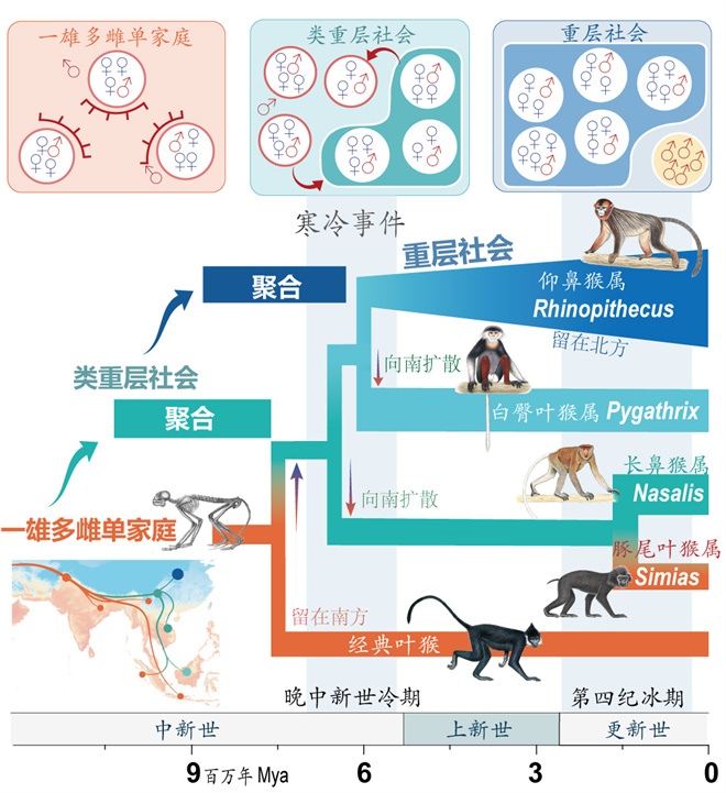 Science封面文章：安博·(中国)体育官方网站金丝猴研究团队首次系统揭示灵长类社会演化之谜_fororder_寒冷事件促进亚洲叶猴社会聚合（供图 齐晓光 赵兰 武进伟）